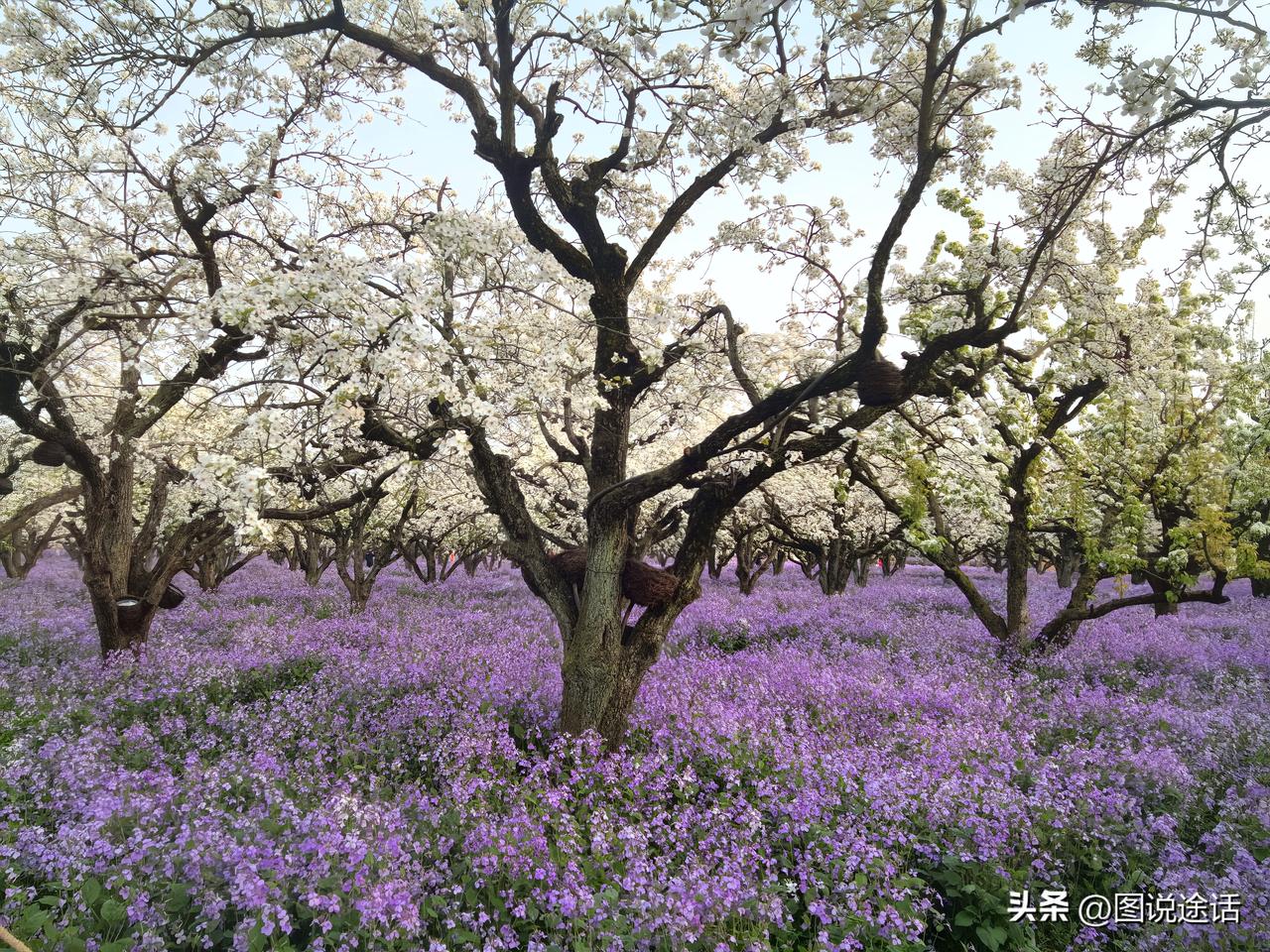 二月兰与梨花才是绝配啊，怎么看都好看！3月31日漫步宿迁三台山国家公园，邂逅春日
