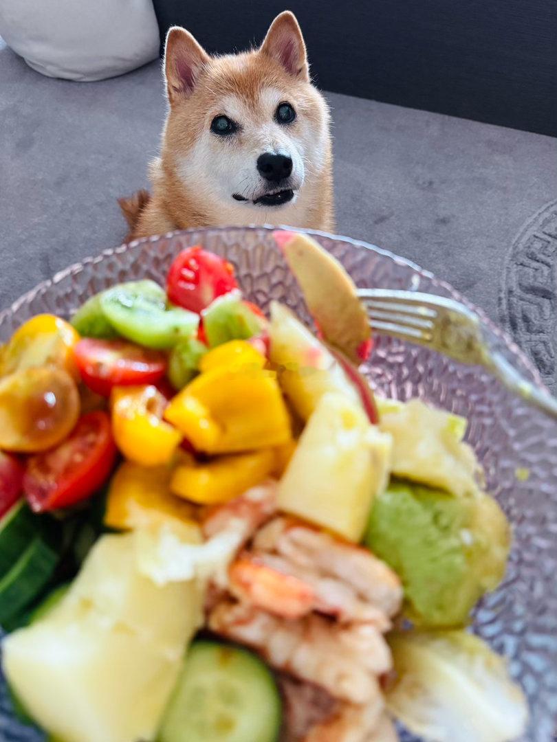 🍤🥑🍅🥒🥔🫑🥬随手拍萌宠的日常