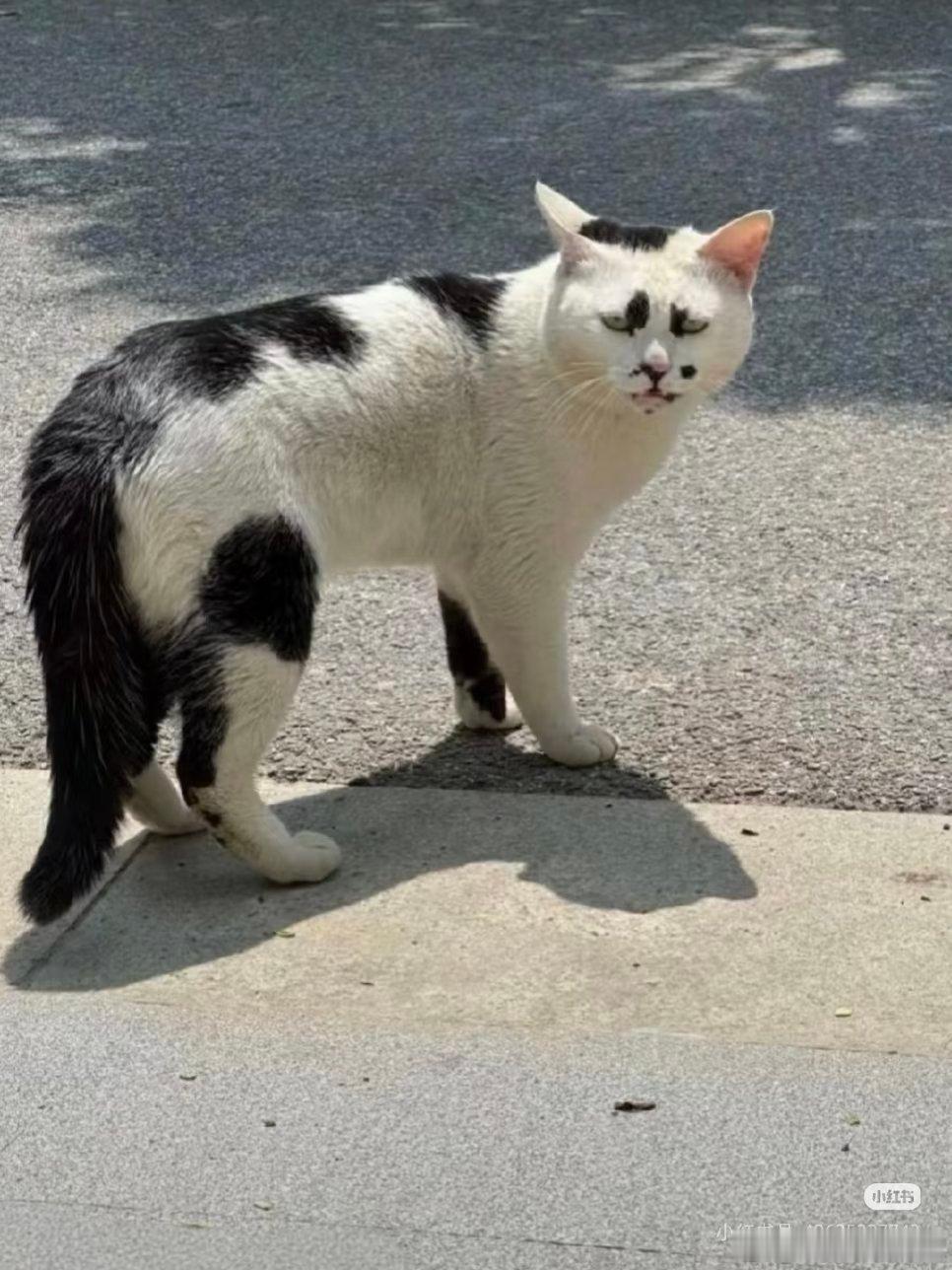 有演员粉丝喜欢猫塑偶像，让我们来评评哪只猫好看？