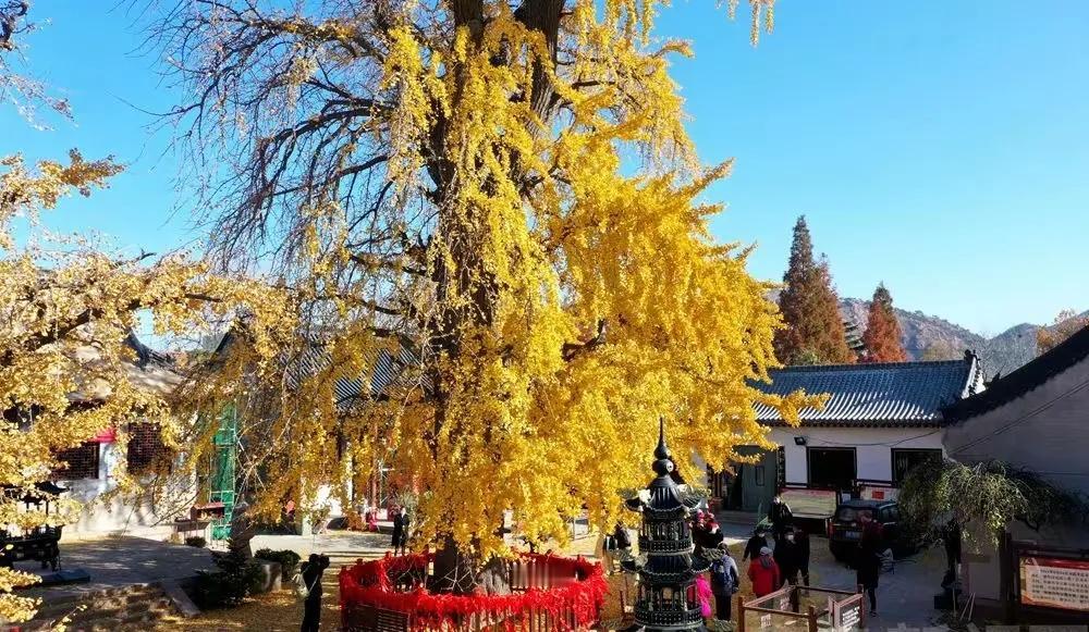青岛市城阳区夏庄街道源头村法海寺里的那棵千年银杏树又穿上了“黄金甲”，现在是最佳