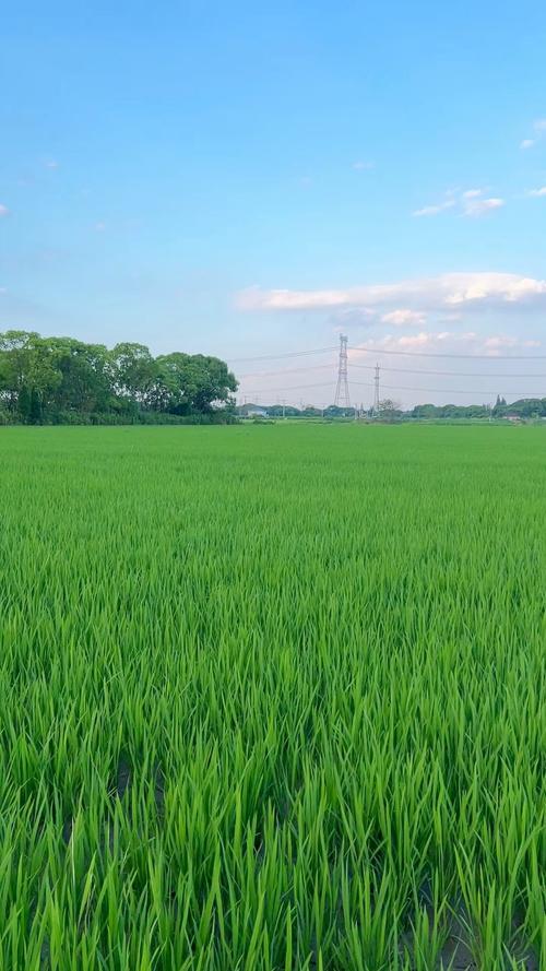 村居悦话
村屋向晚袅茶烟，
野舍农夫享逸闲。
涌浪田畴悄作画，
稻菽千倾碧接天。