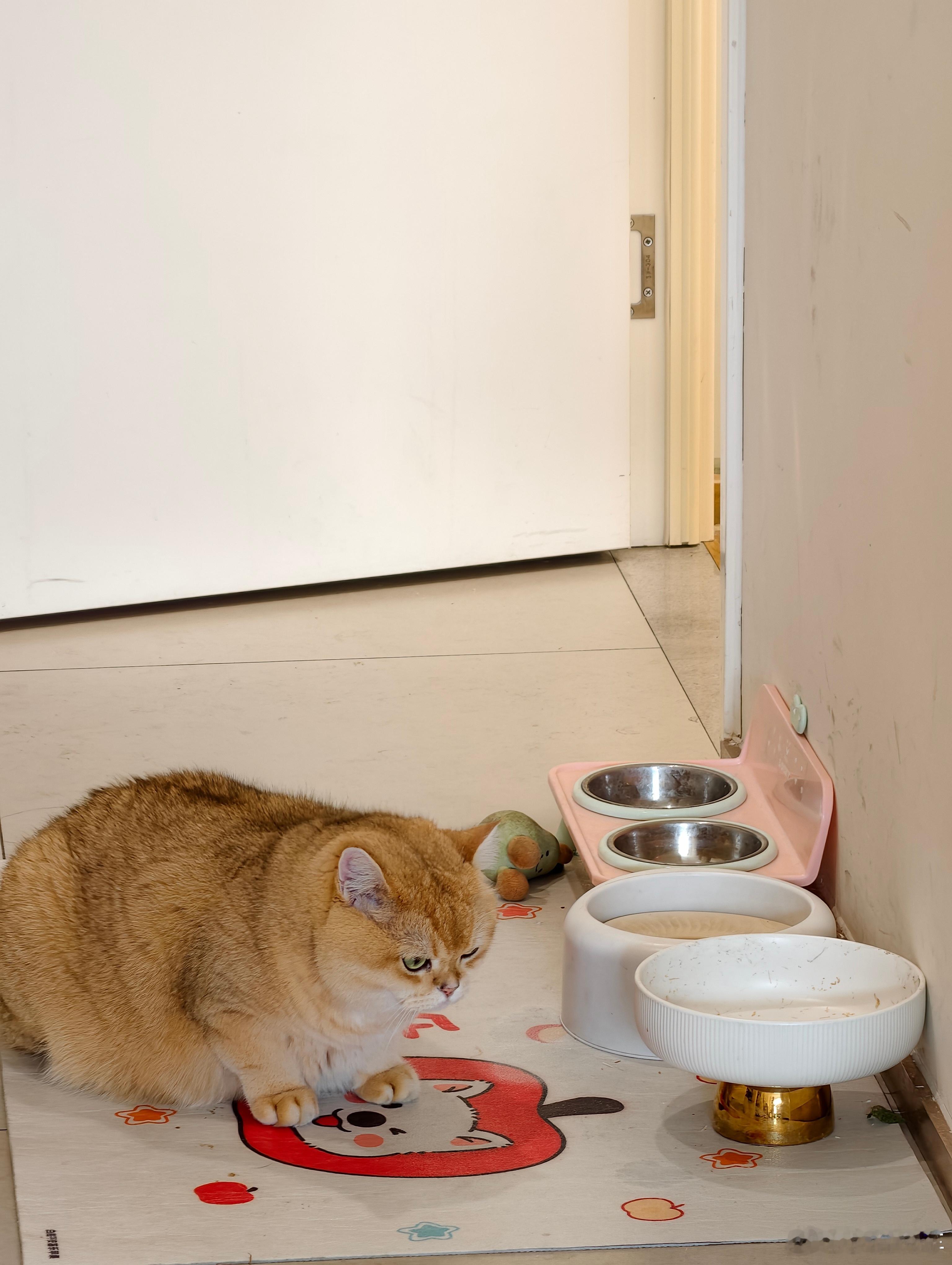 我的猫真的太搞笑了来公司忘记给他喂饭了，他就一直在这个空的饭碗这里坐着，盯着空碗