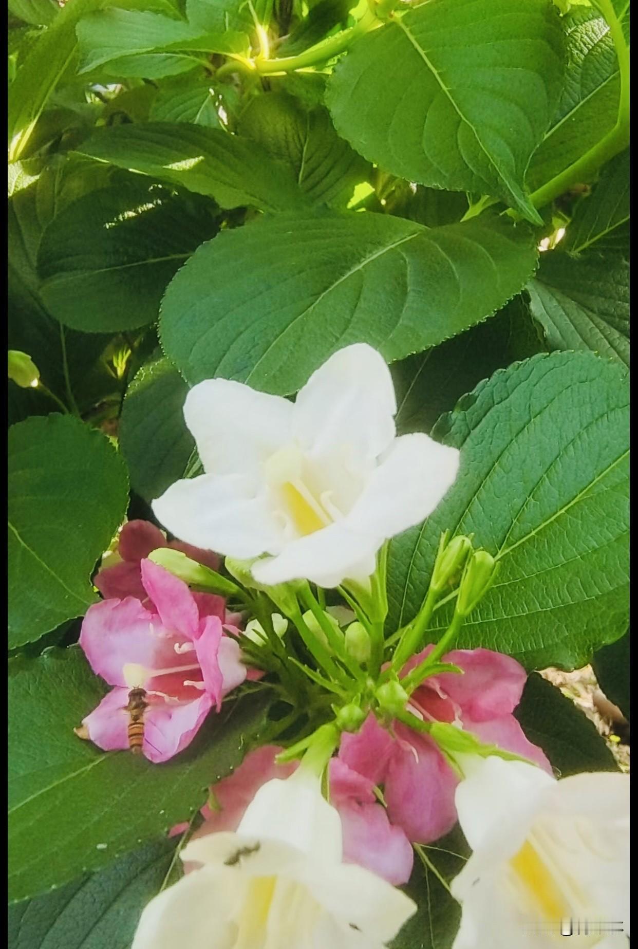 今天天气不错，跑步的路上看到五彩锦带花，第一次看到这样的花，一树开出白、粉渐变色