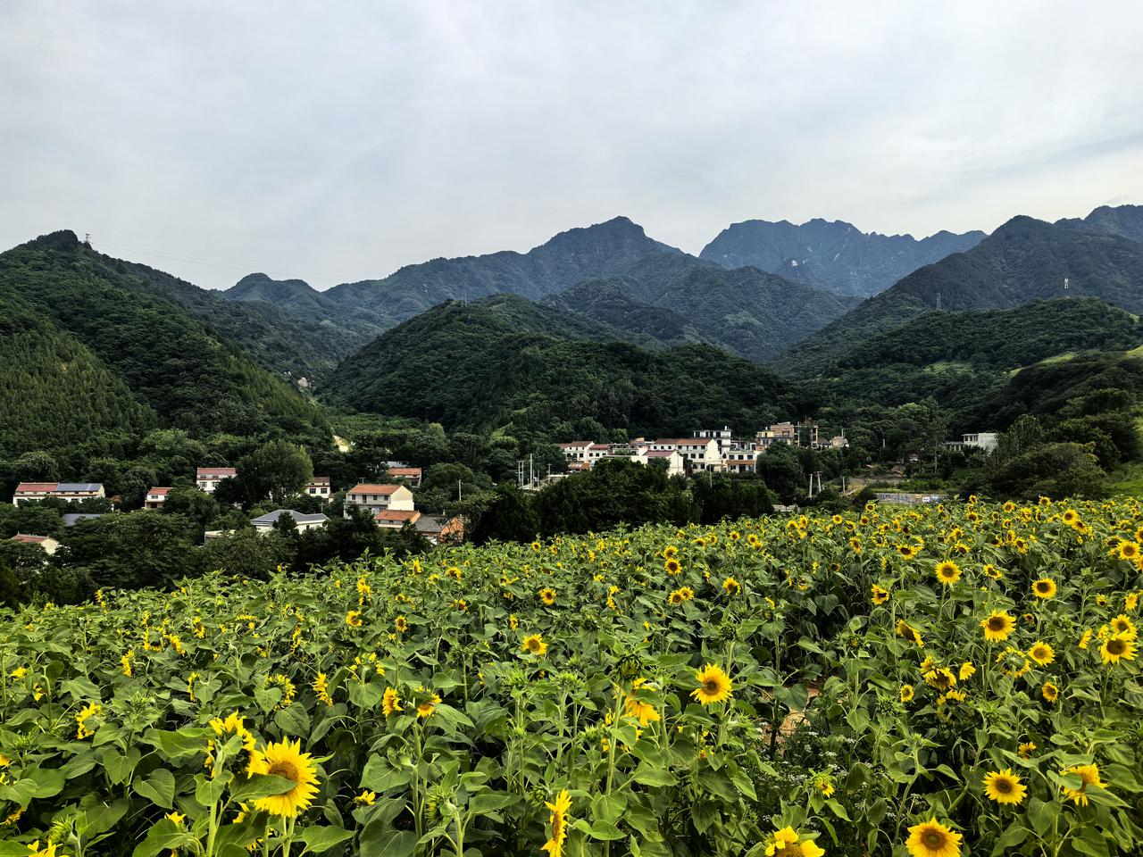 《感皇恩·一个小园儿》
一一朱敦儒（宋）

一个小园儿，两三亩地。

花竹随宜旋