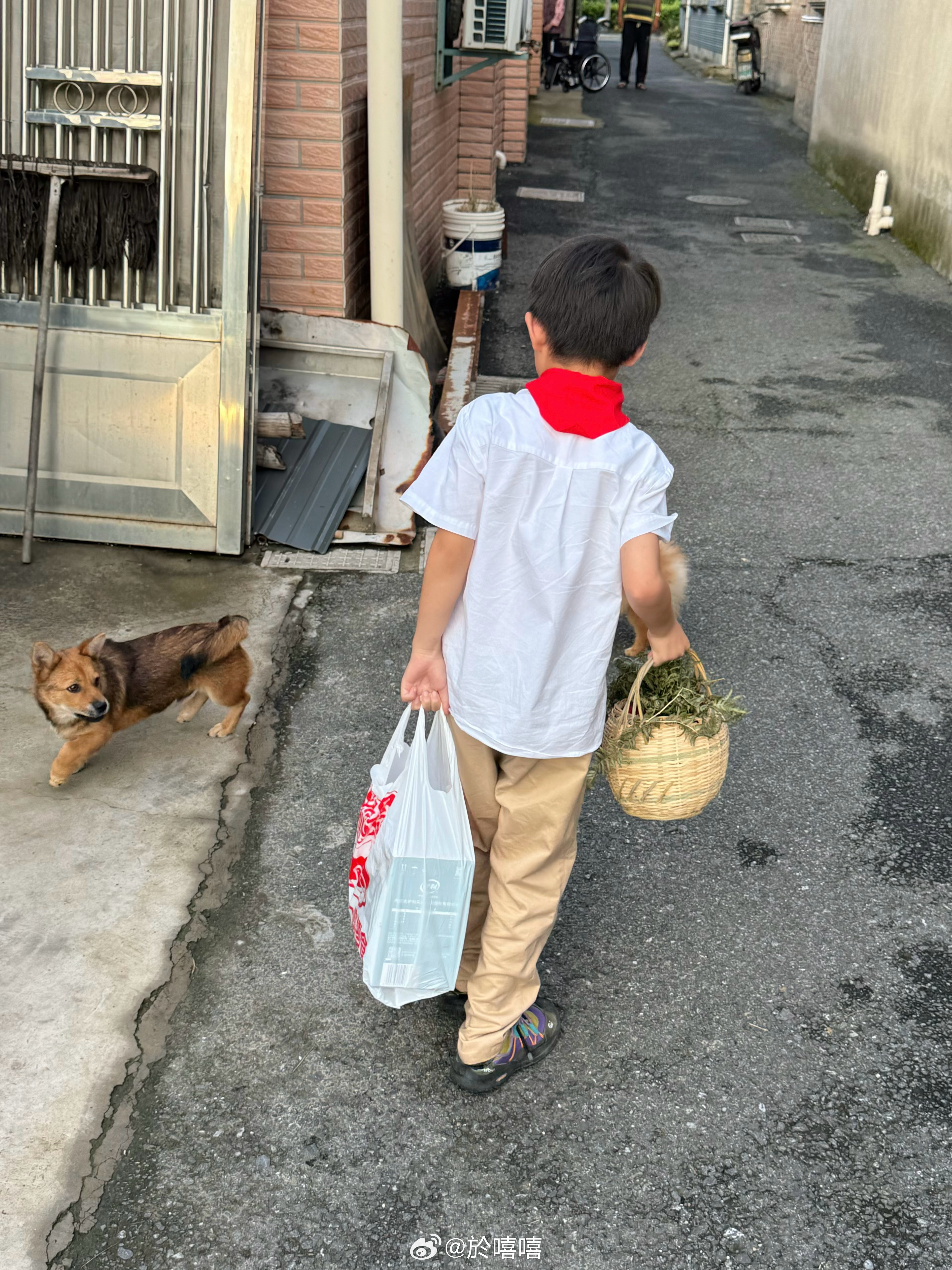 小学生望端午 
