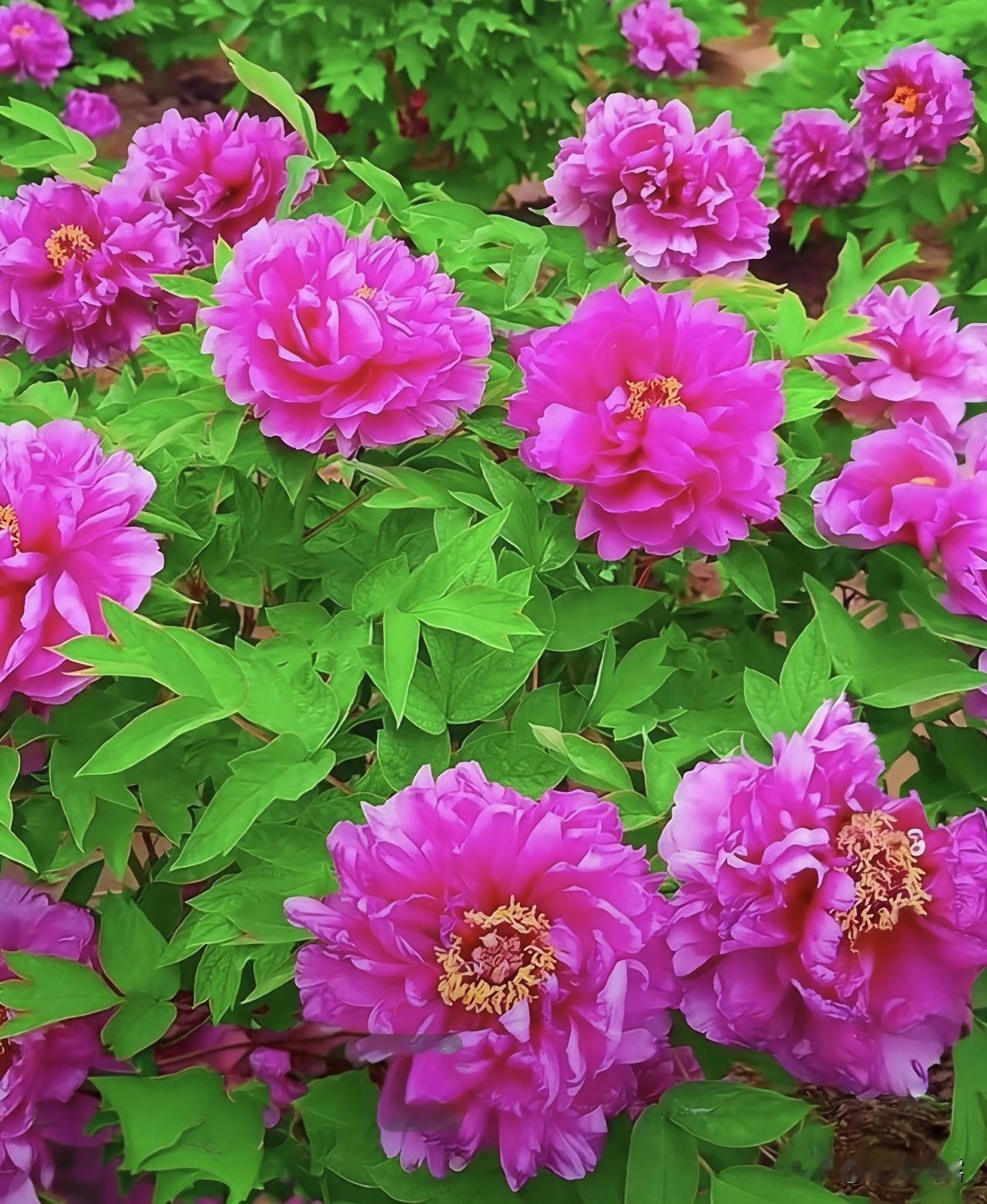 牡丹之美，美在其形。花瓣层层叠叠，花色斑斓，缤纷多彩，牡丹以其绝世之姿，彰显着雍