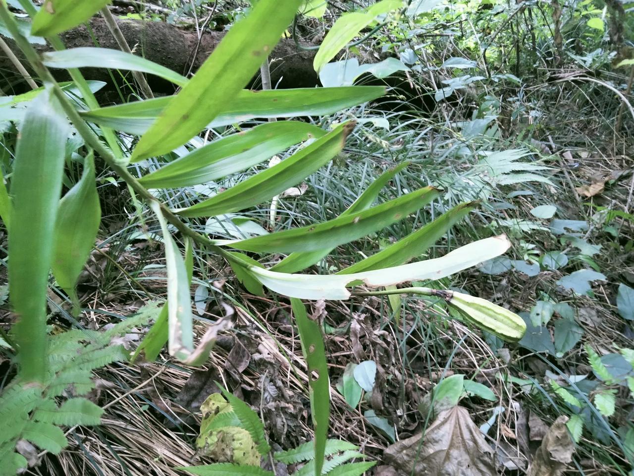 百合，又叫蒜脑薯，强瞿……
百合除了好看，它的鳞茎(地下茎块，也有人叫其种球)，