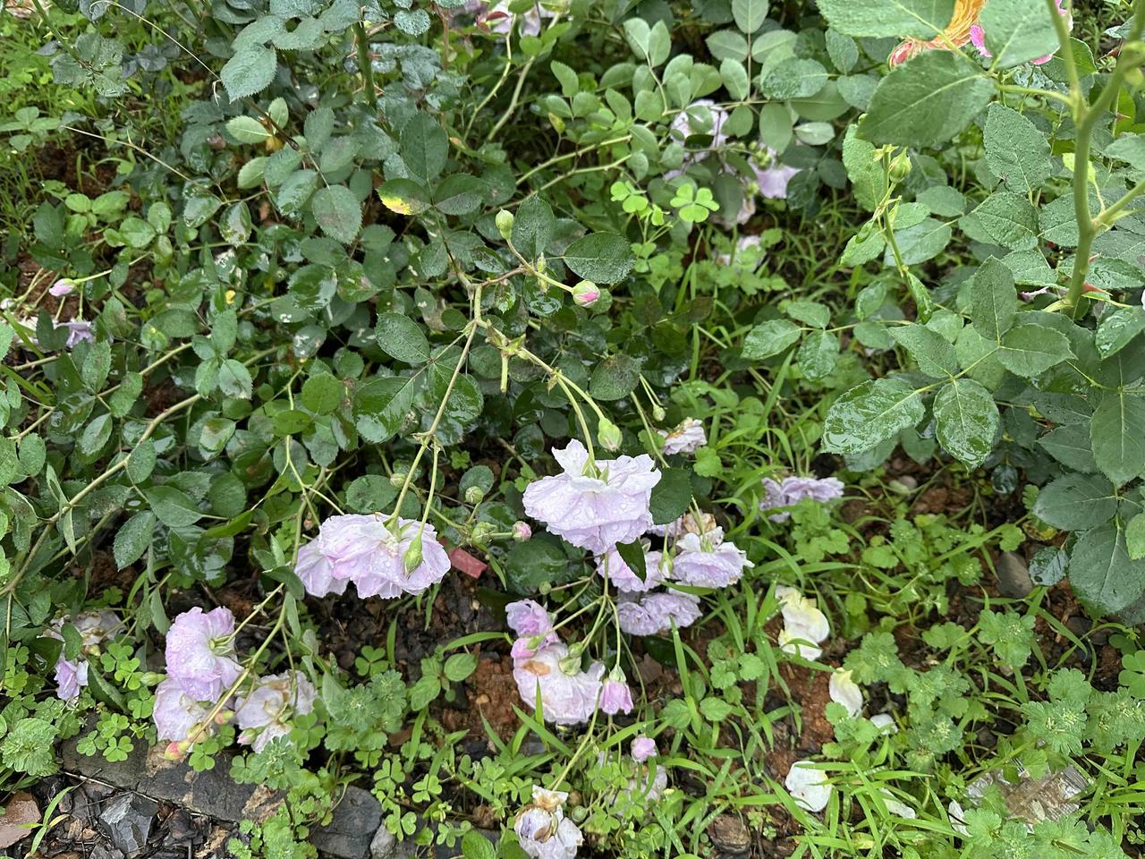 隔墙的邻居前几日搬家搬到了对面的楼栋更高的一层，我正想向她打听隔壁的房子是不是卖