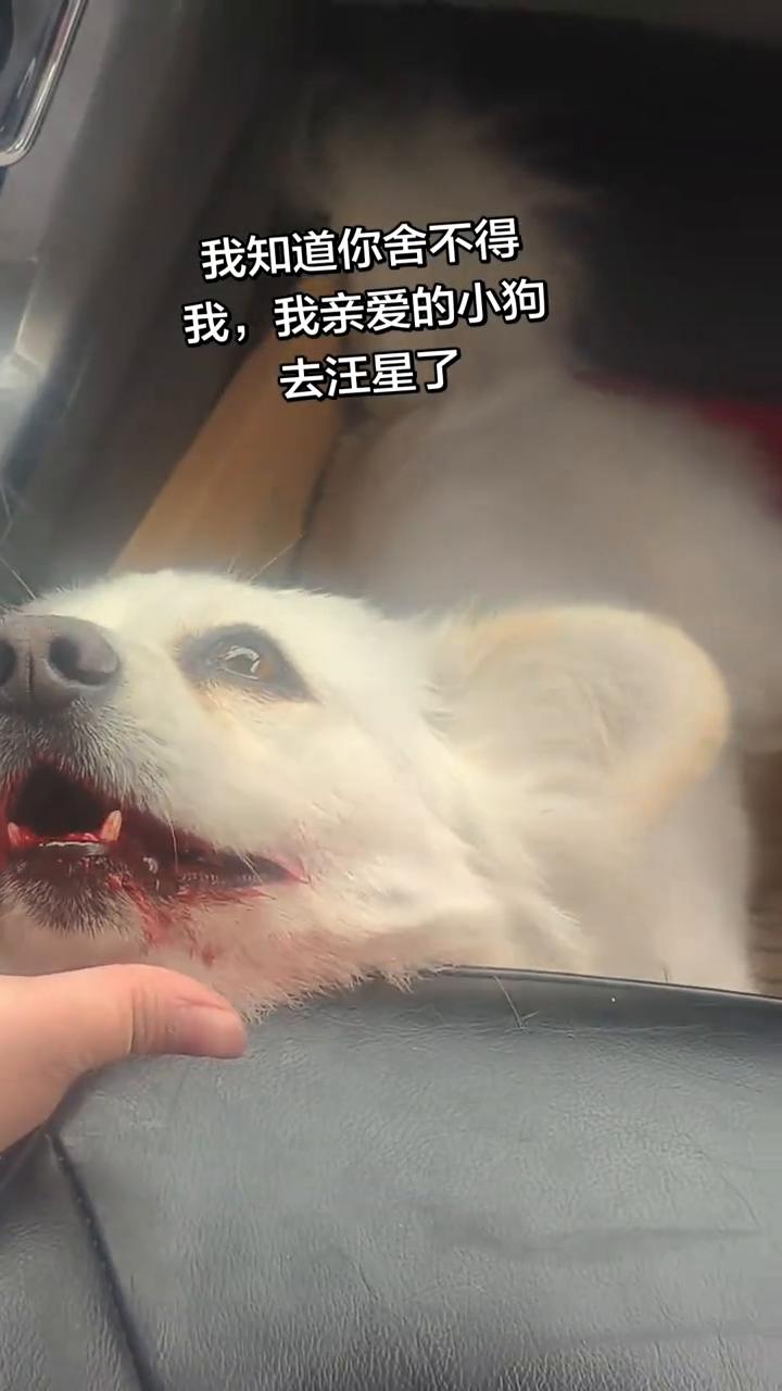 我知道你舍不得我，我亲爱的小狗去汪星了。