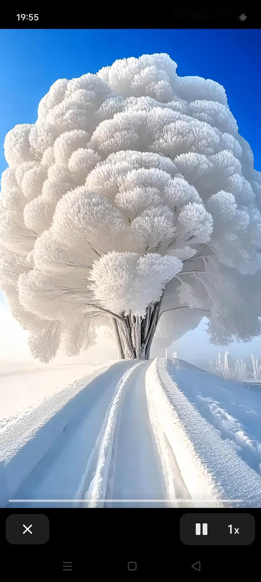 冬日仙境，雪中巨树，梦幻森林，童话世界