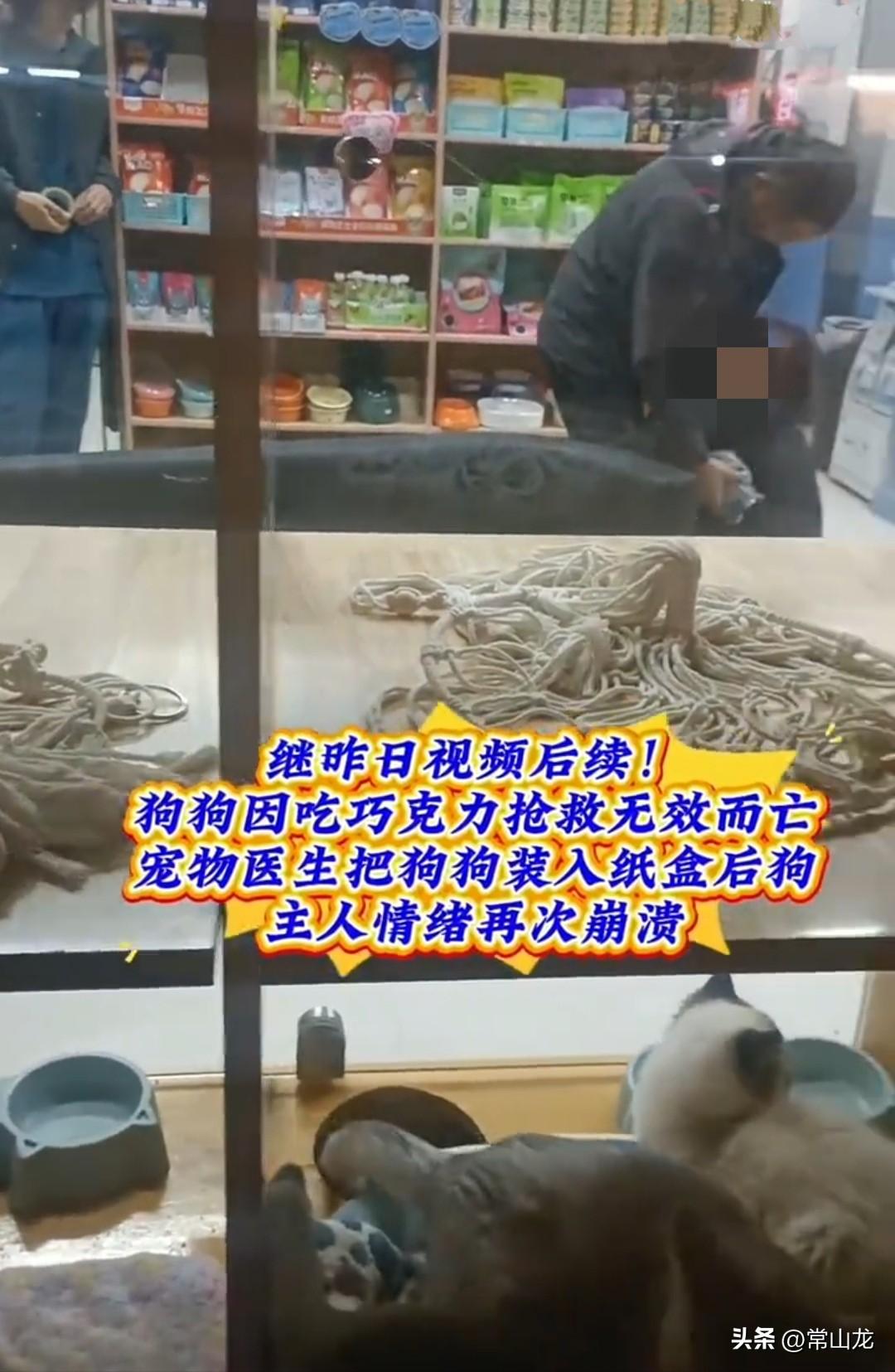 狗狗误食巧克力中毒，在宠物医院抢救无效死亡。
宠物医生将已经僵硬的狗狗放进纸盒时