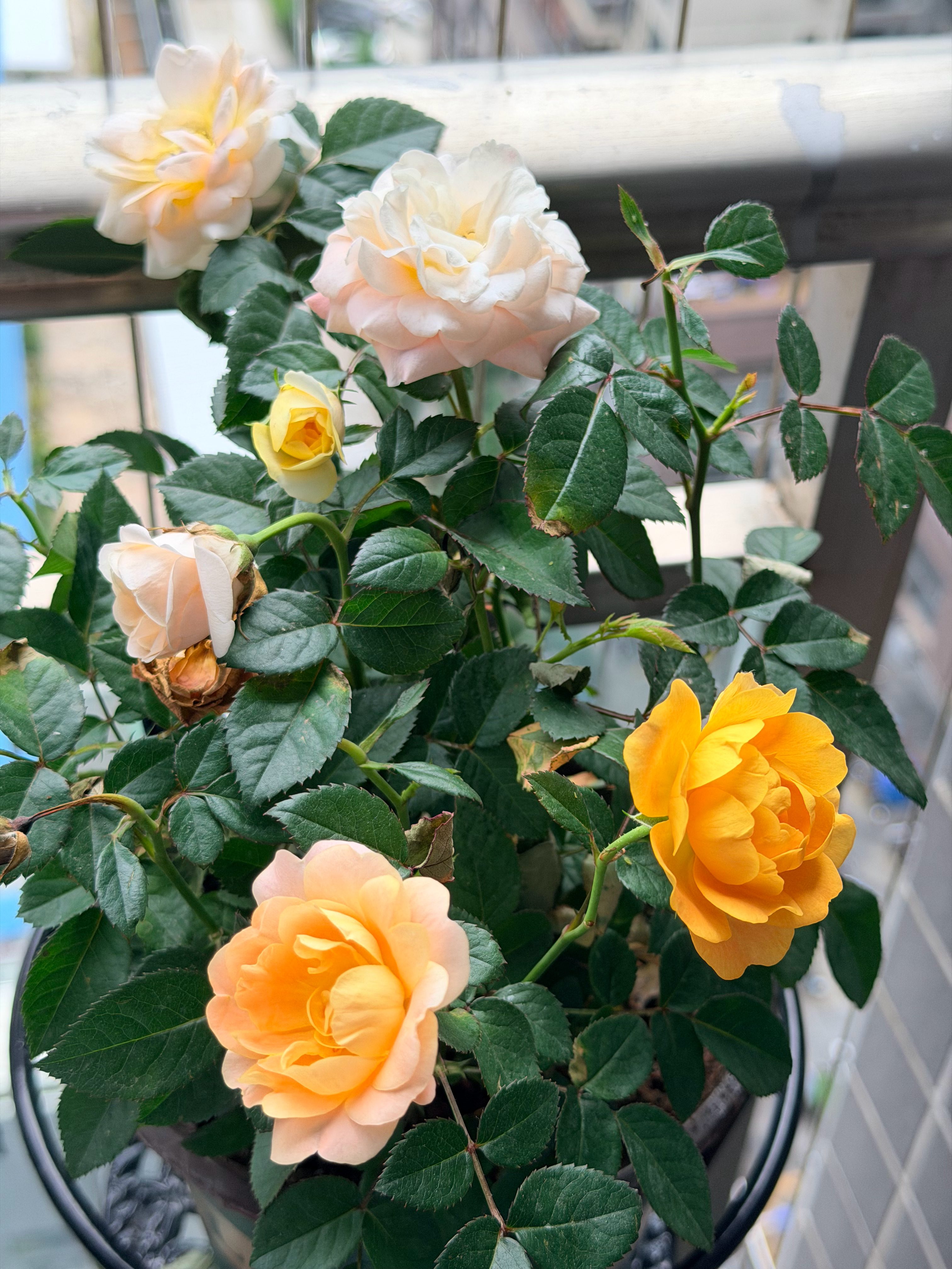 据说广东现在的气温对月季来说才是春天🤔 ​​​