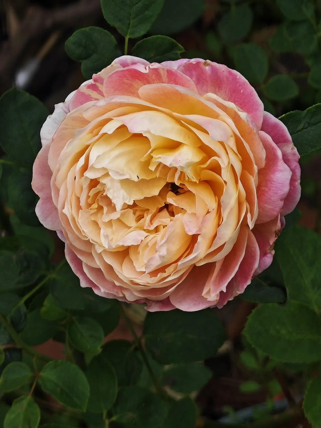 #用一张照片看看你家的月季花#家里无月季，这不是家里的月季