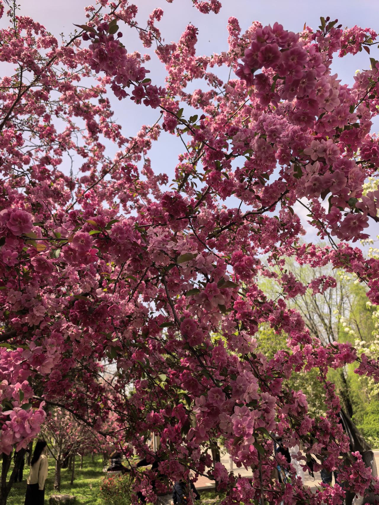 浪潮信息A股本周走势分析及展望

一、本周走势回顾

2026年4月7日至10日