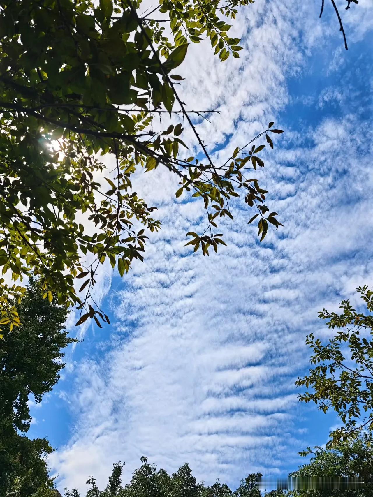 昨晚做了一个重要决定！等我的腰痛好了，还是继续坚持我的快走运动。

这几天我的腰