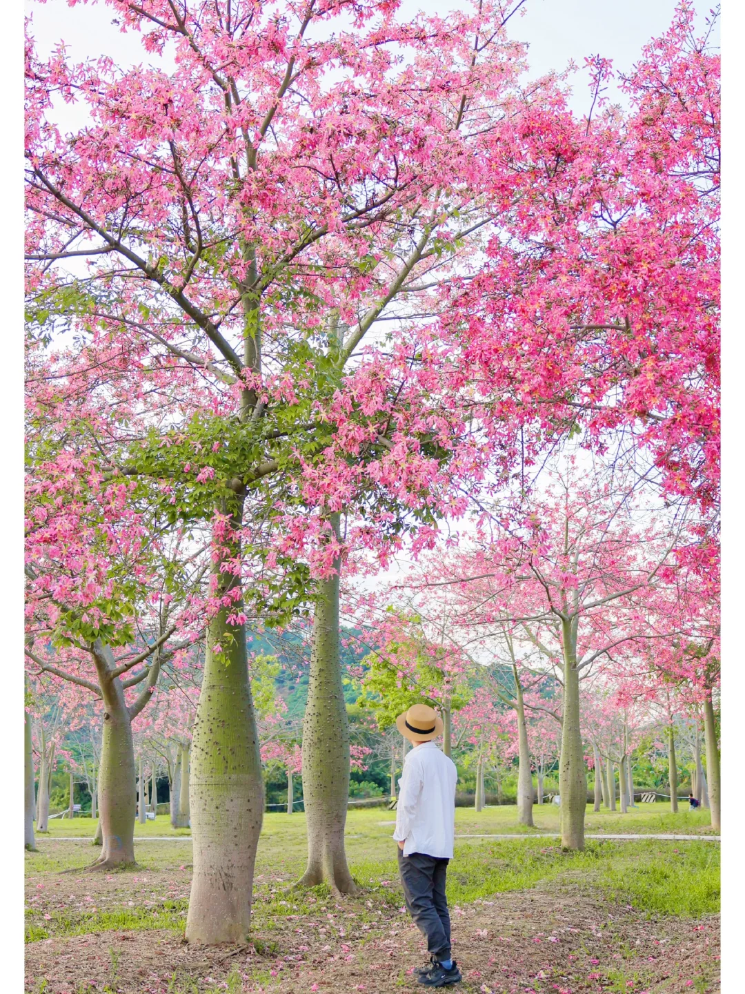 别挤华师啦！这里大片异木棉！人少🚇可到附近