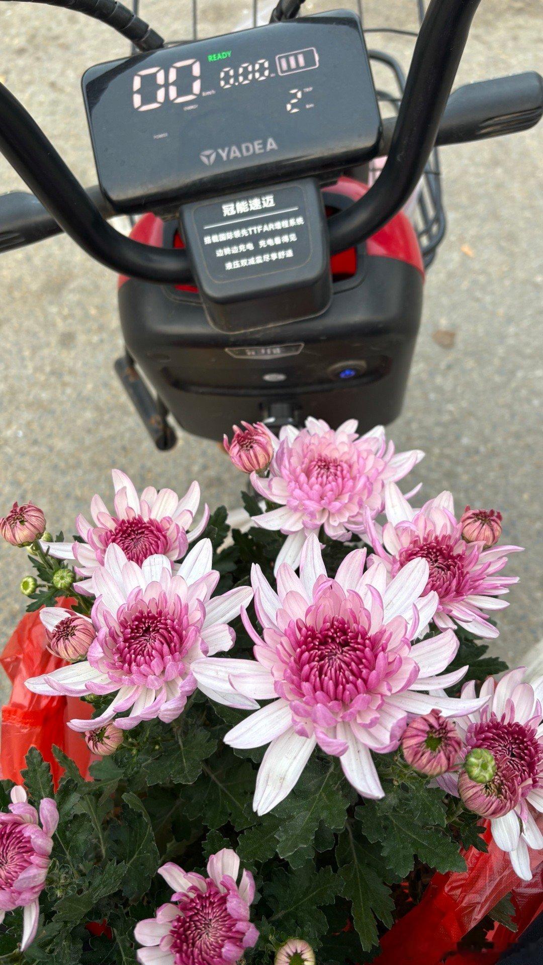 15块钱又买一盆儿 ​​​