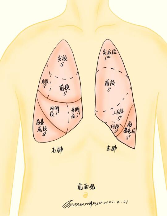 从不同角度所看到的肺段是不同