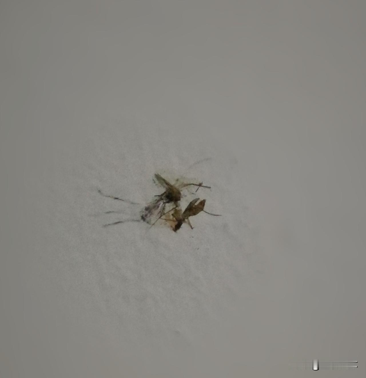 蚊子的宿命
图一是一只刚制成标本的蚊子，体型颇为硕大。在它沦为标本之前，它像在公