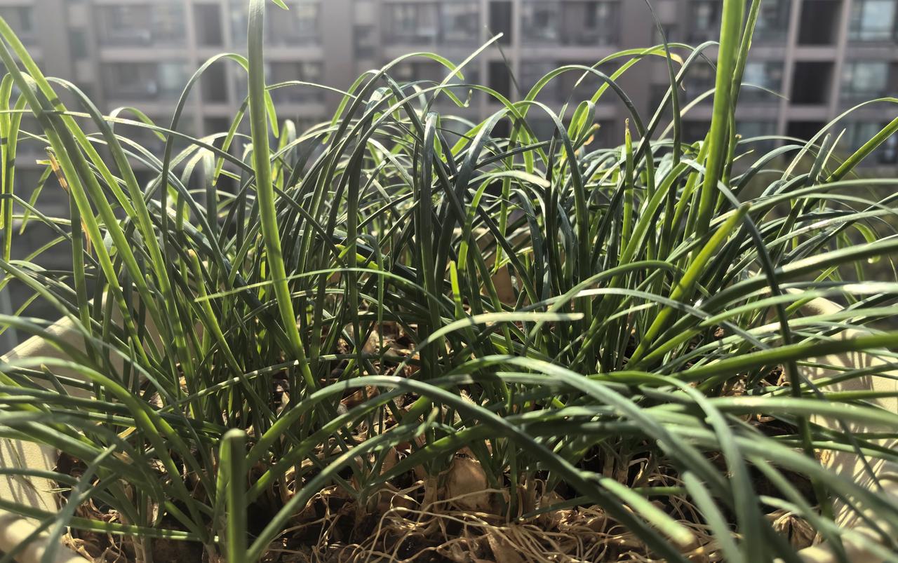 窗台上的菜园（三）