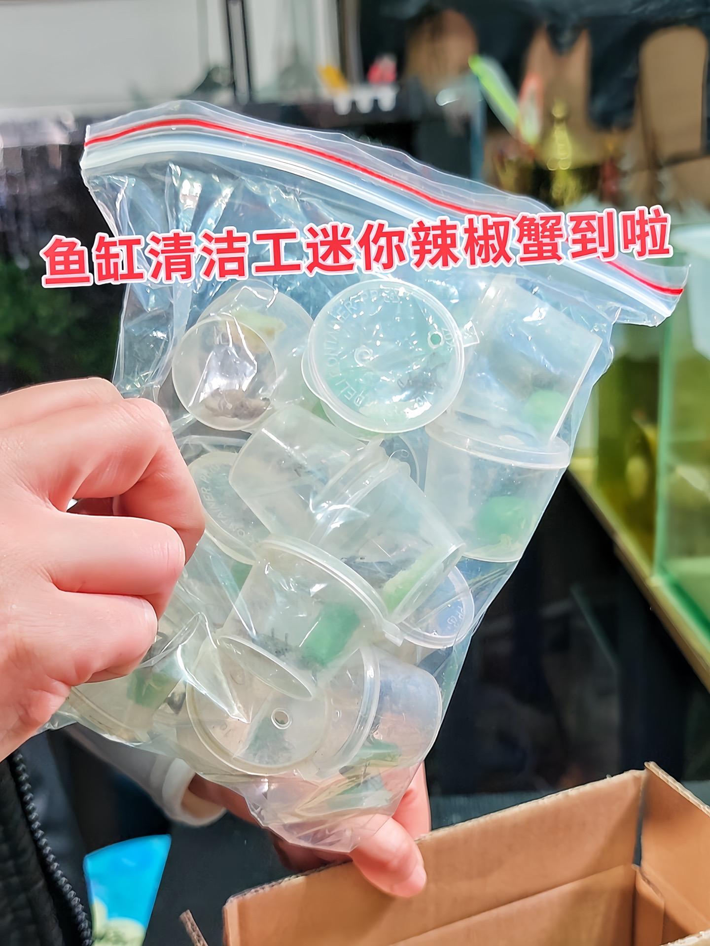 有了迷你辣椒蟹，鱼缸里的小角落不再藏污纳垢。它灵活穿梭，不放过一丝残饵...