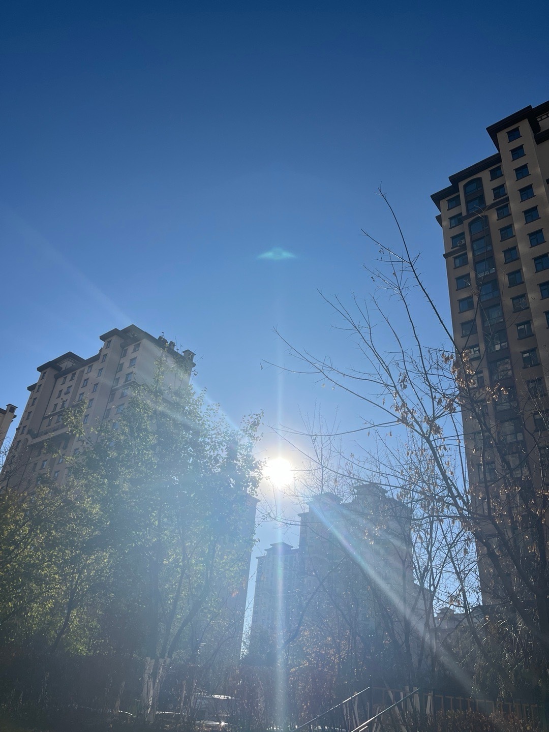 生活手记冬阳正好，楼前树把金叶子抖在蓝天上。风一掠，碎光晃眼——这冬，冷得清透，