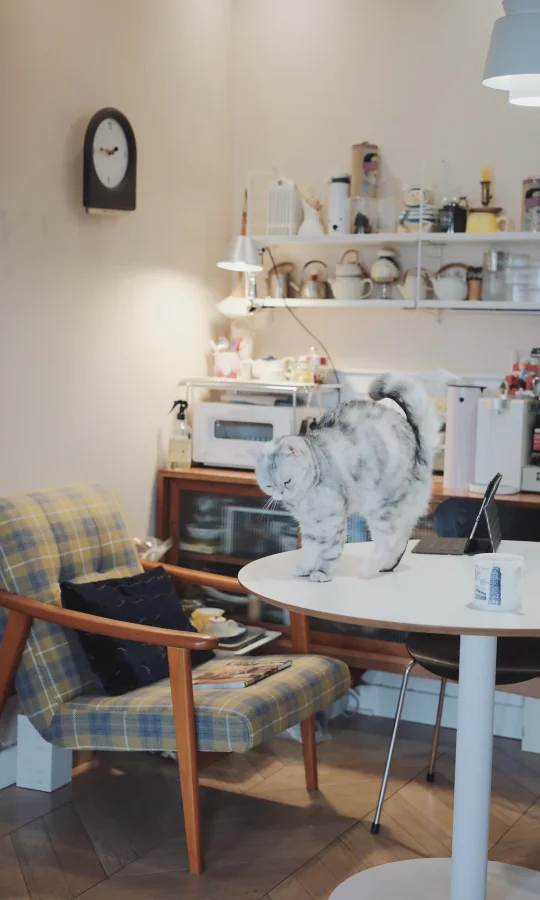 居住的第11年|已婚无孩的丁克生活