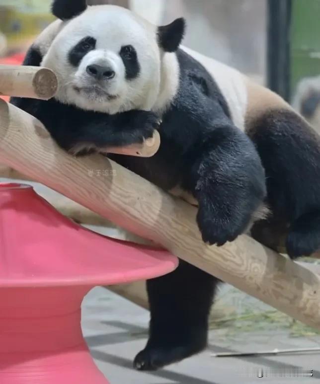 其实静下来思考熊生的灵岩还挺帅气的！😎它属于浓颜系帅哥，静静的只要不动，就是妥