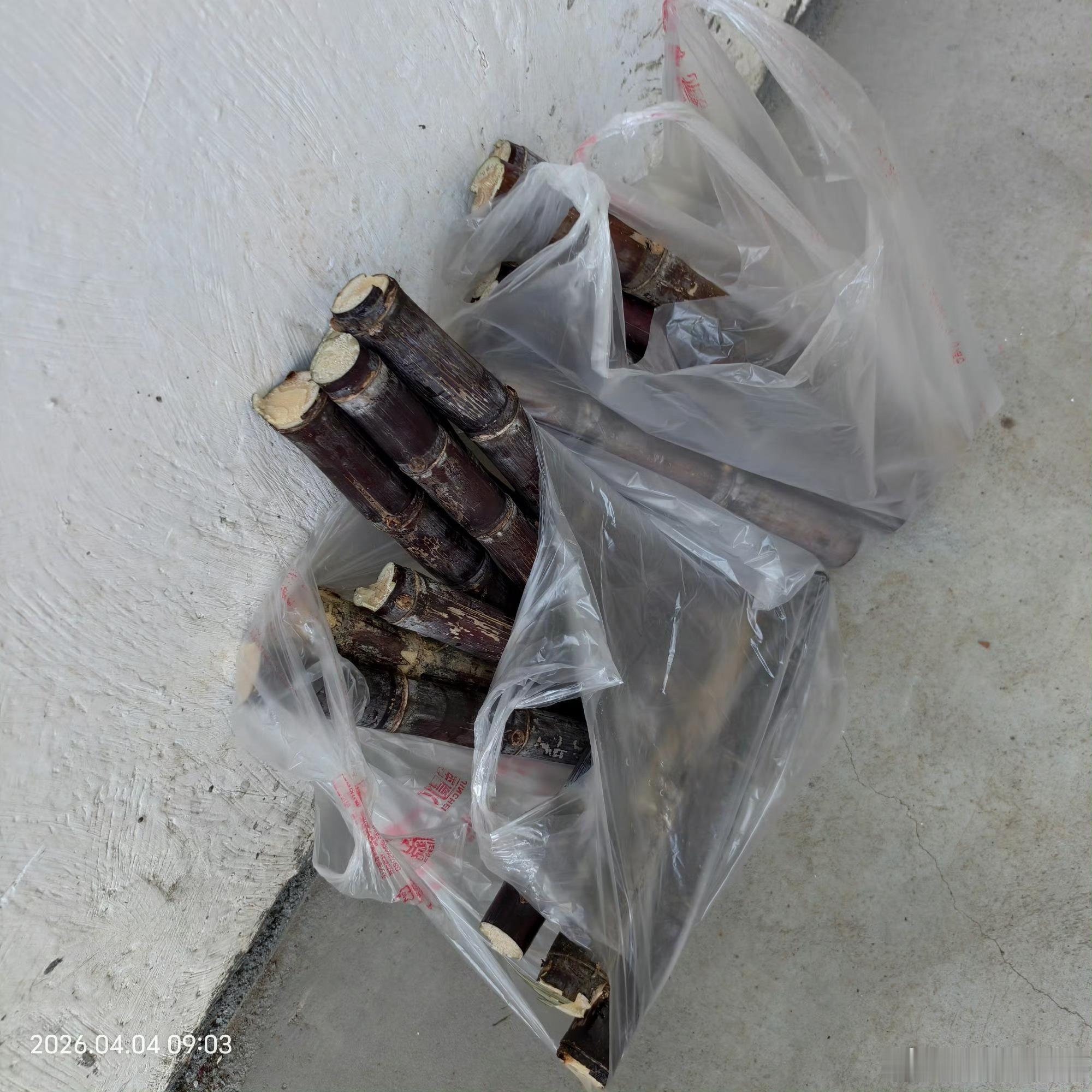 谁教你这样吃甘蔗的打破常规的奇葩吃甘蔗方式火出圈，既不切段也不削皮，画风离谱又好