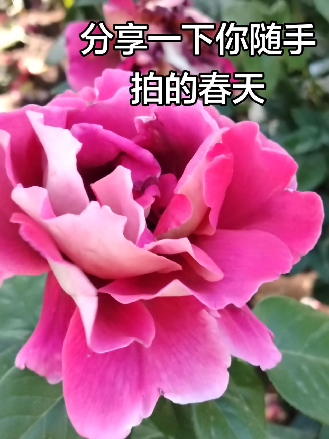 看到美丽的花与大家分享也是一种快乐美丽的月季花朵朵月季