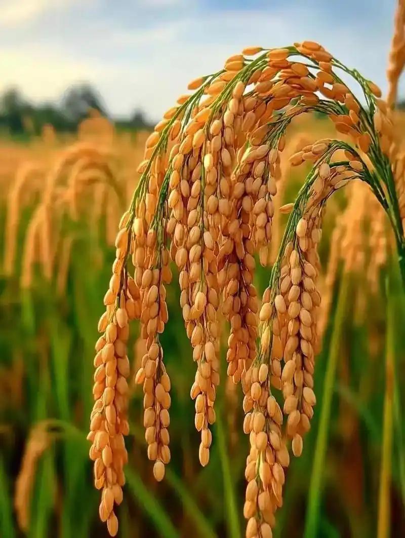 ：有矿易生活。