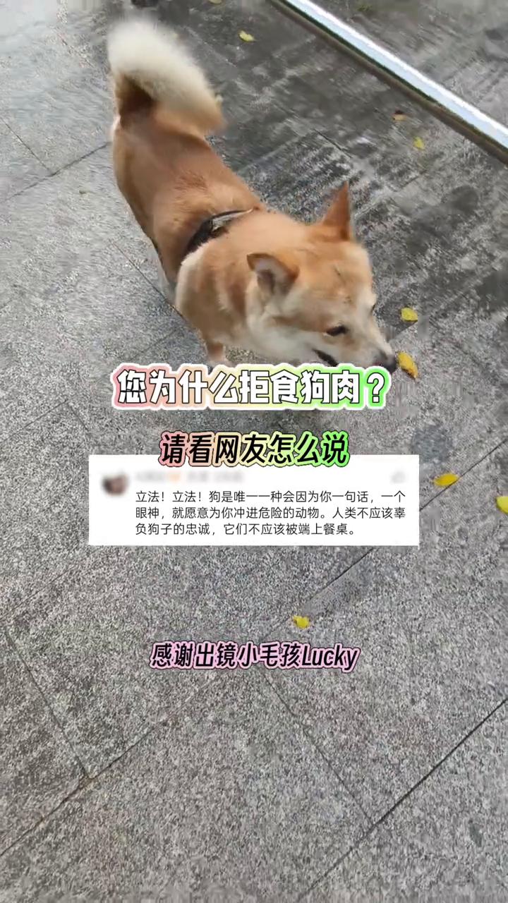 您为什么拒食狗肉？请看网友怎么说。
立法！立法！狗是唯一一种会因为你一句话、一个