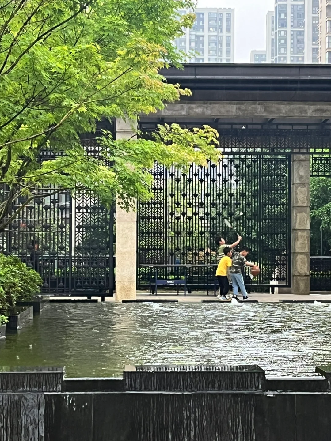 燕子矶 | 雨天的玉兰 郁郁葱葱满眼绿