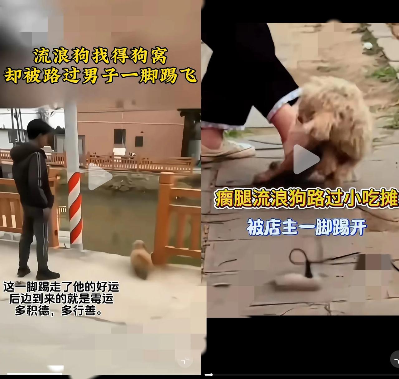 家人们，看到这样的事儿真的太让人心寒又暖心！
      一只流浪狗，本就命运坎