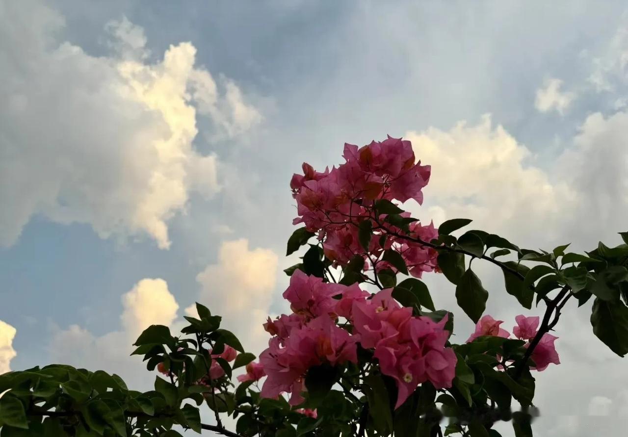 娶妻不娶属羊女。你们听说了吗？

属羊怎么了？不只是小智妈妈一个人坚持这种思想，