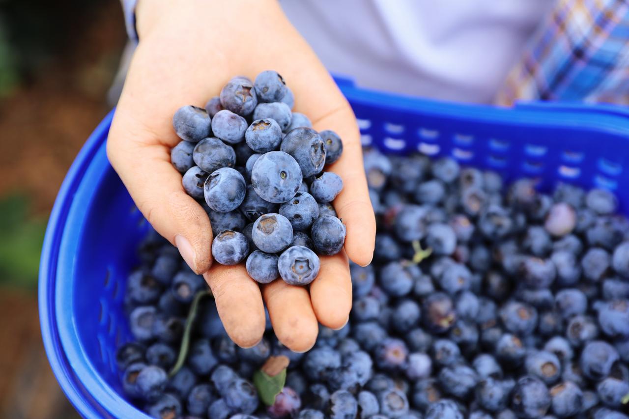 【新鲜蓝莓，健康美味享不停👍】
蓝莓是夏季最受欢迎的水果之一，富含维生素C和纤