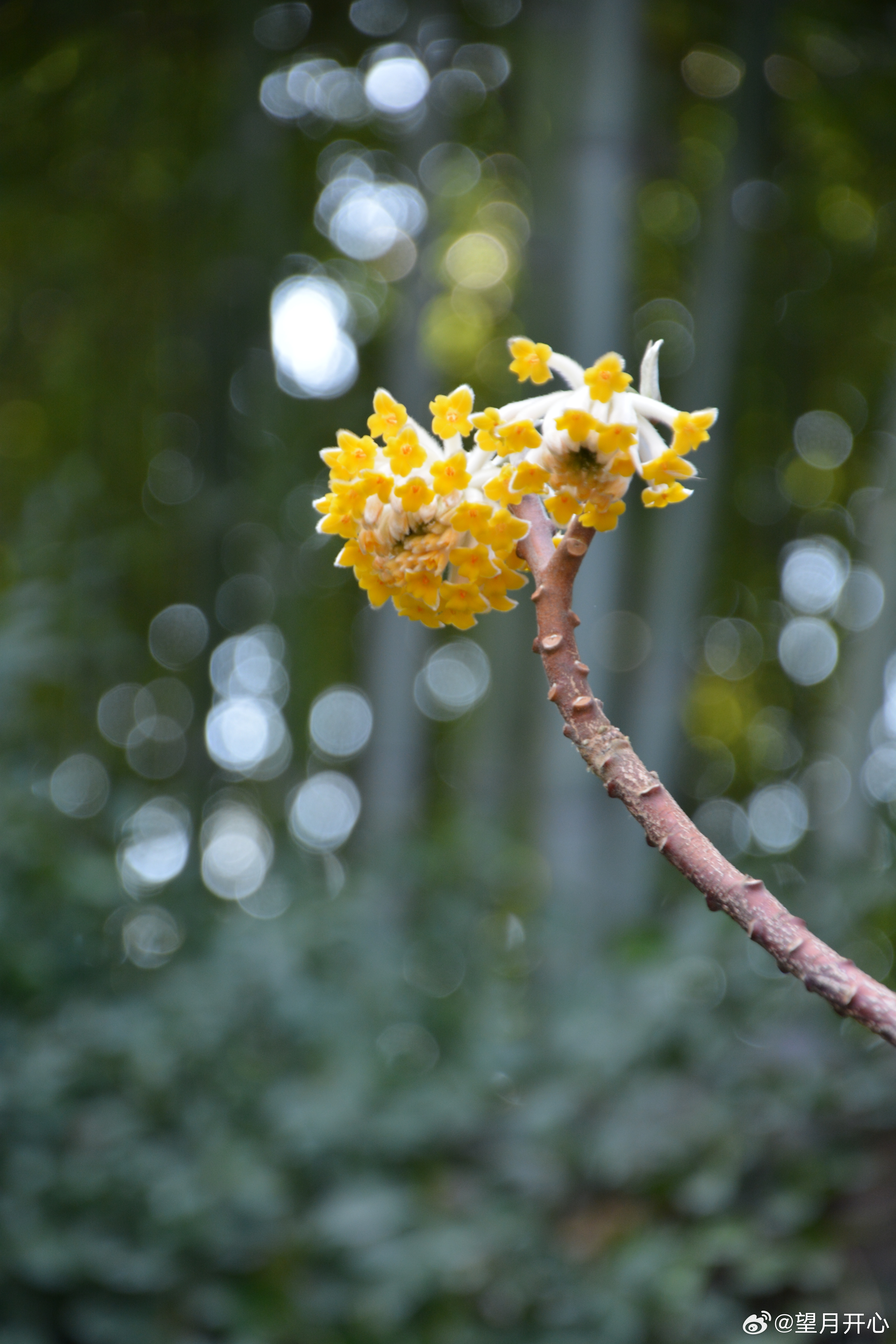 趵突泉的春天---白雪楼的白玉兰盛开，万竹园的结香，妖艳的红梅还有那杏花以及待开