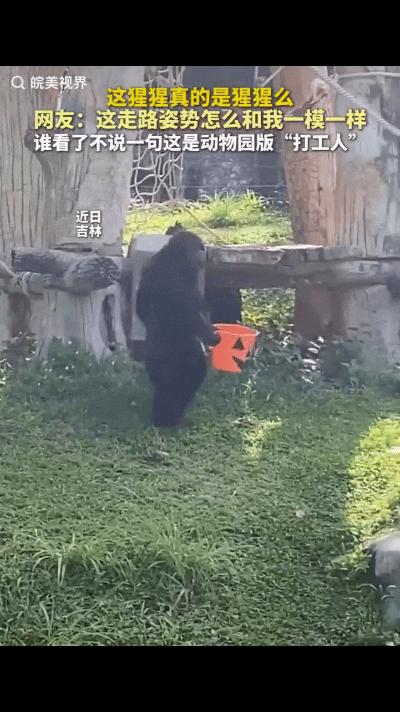 “成精了！”近日吉林动物园，临近闭园时间，开始还以为是工作人员没下班假扮的猩猩，