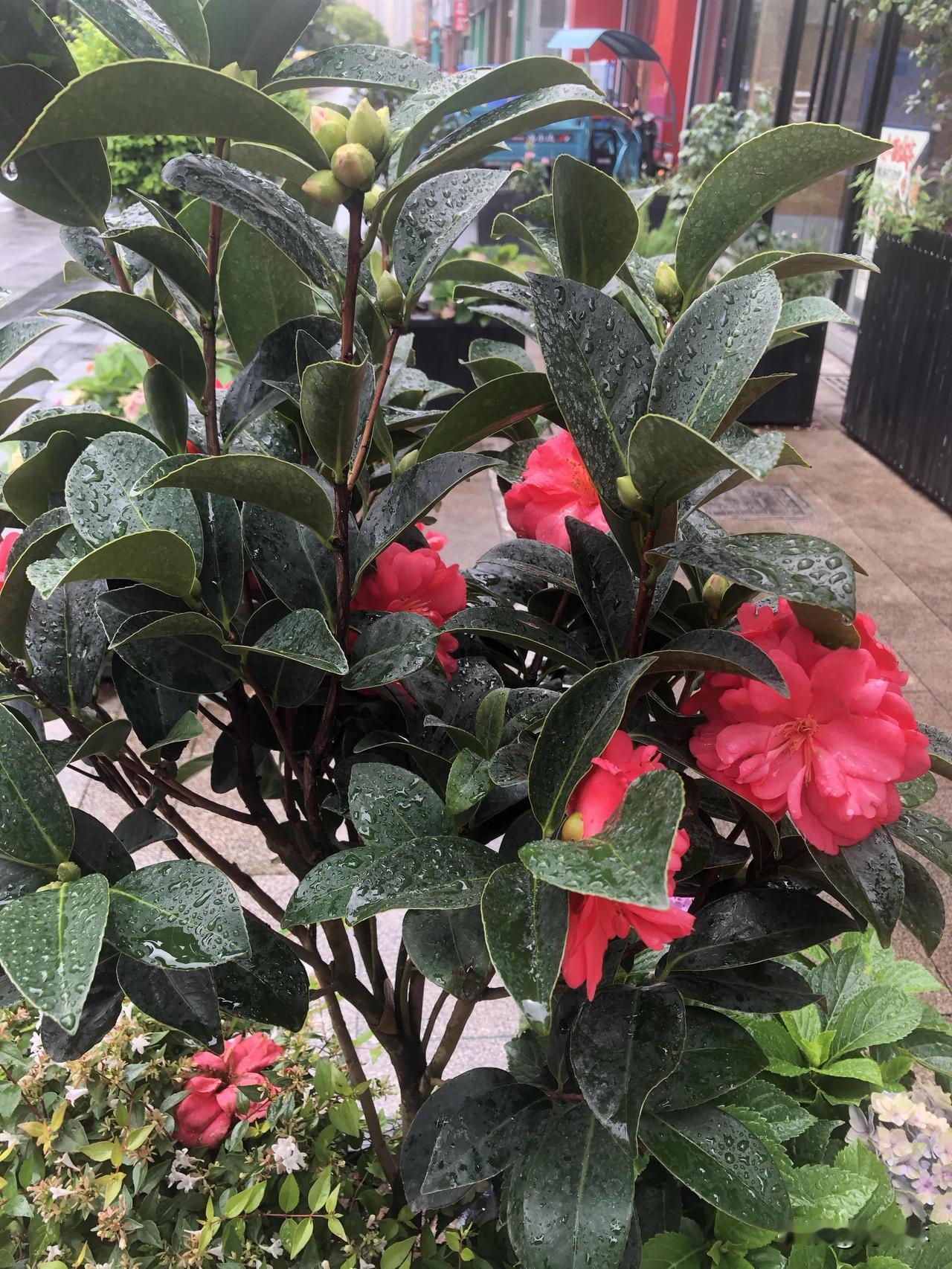 一场小雨过后，街边花草格外动人。盆景山茶花娇艳欲滴，月季缤纷盛放，紫叶酢浆草雅致