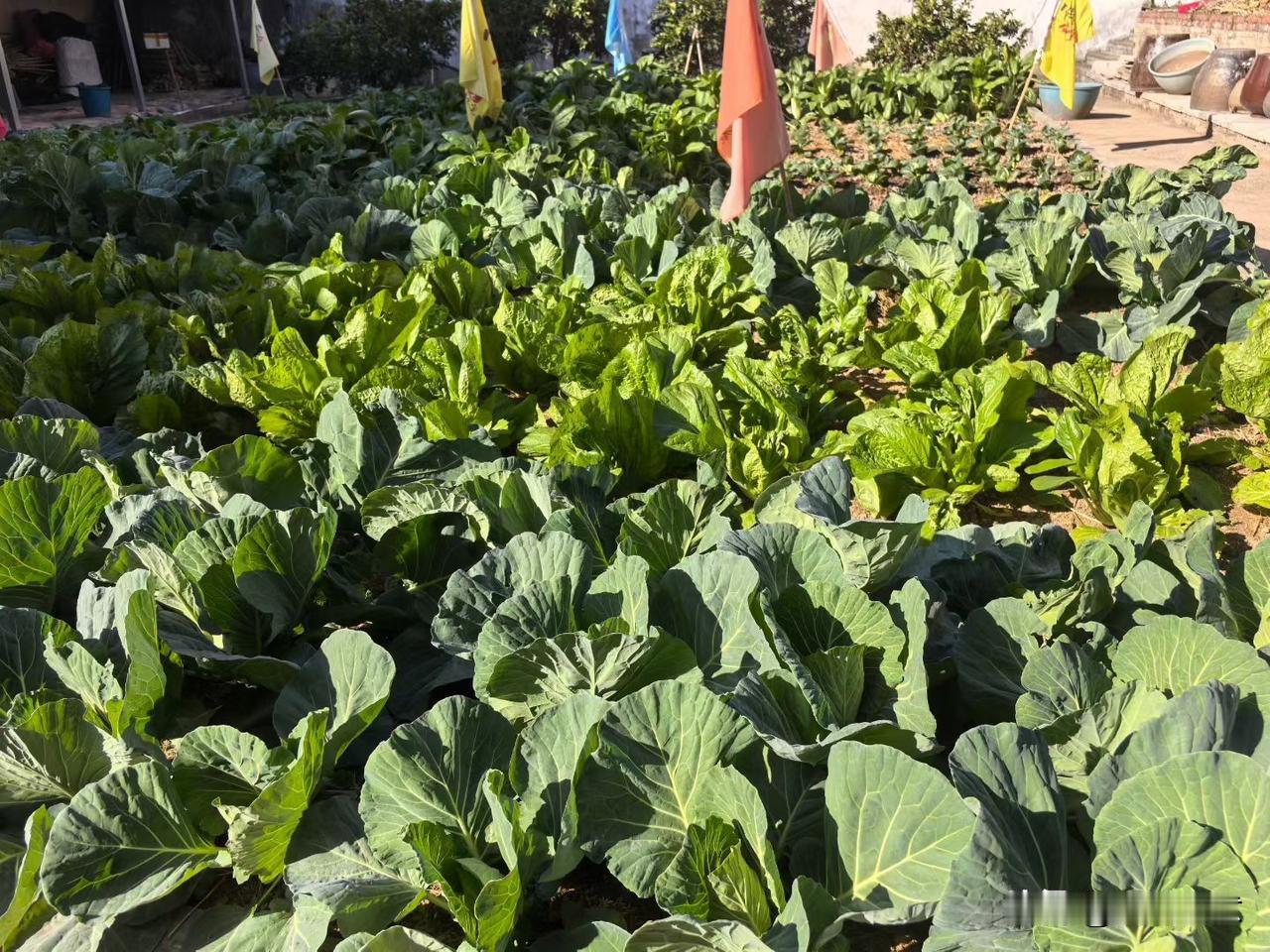 一得斋：父亲的那块菜园地

        时令进入初冬，父亲菜园地里的菜品又变