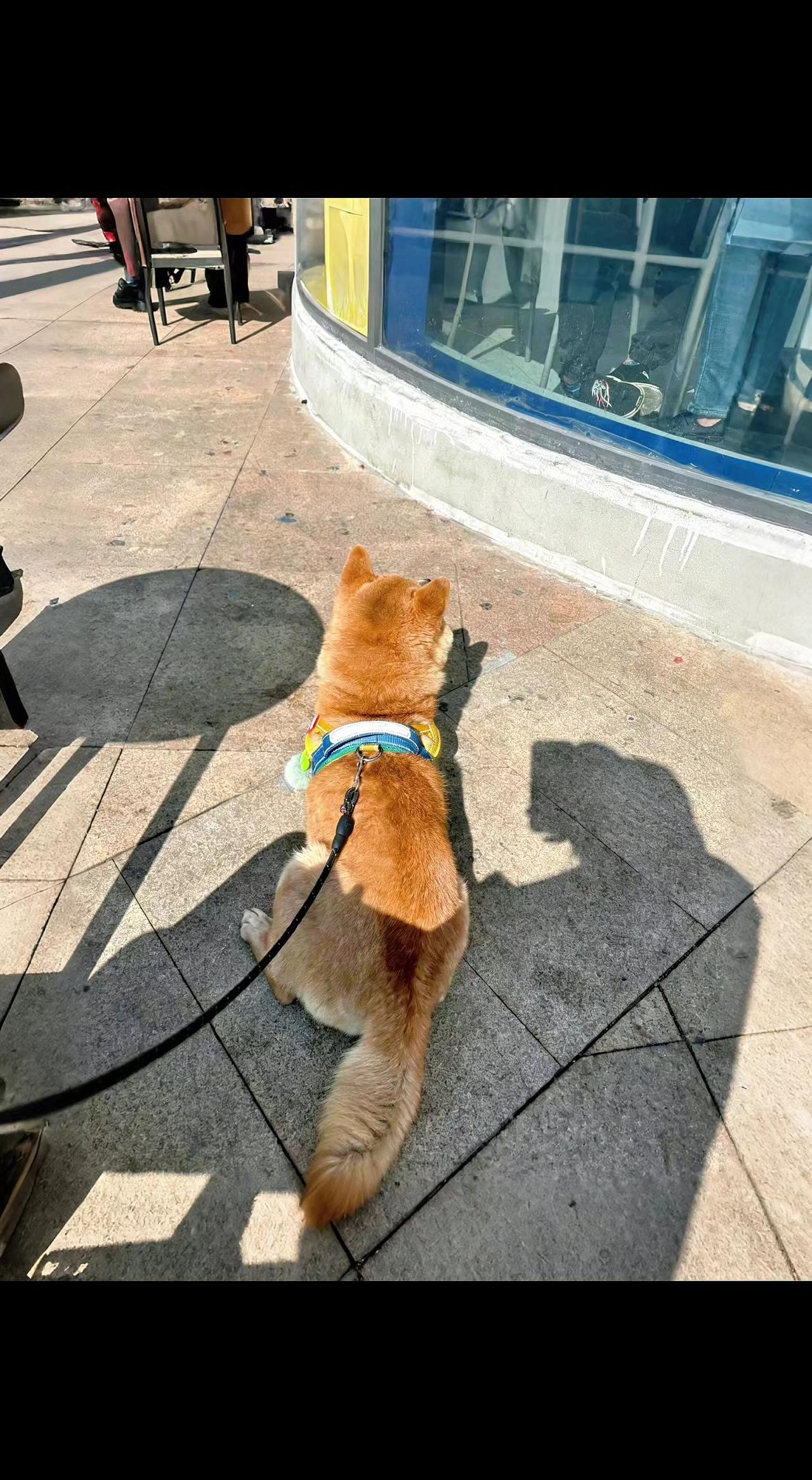 🐾阳光把影子拉成长长的诗，它蹲在玻璃窗前等一场邂逅✨尾巴扫过砖缝，是写给夏天的