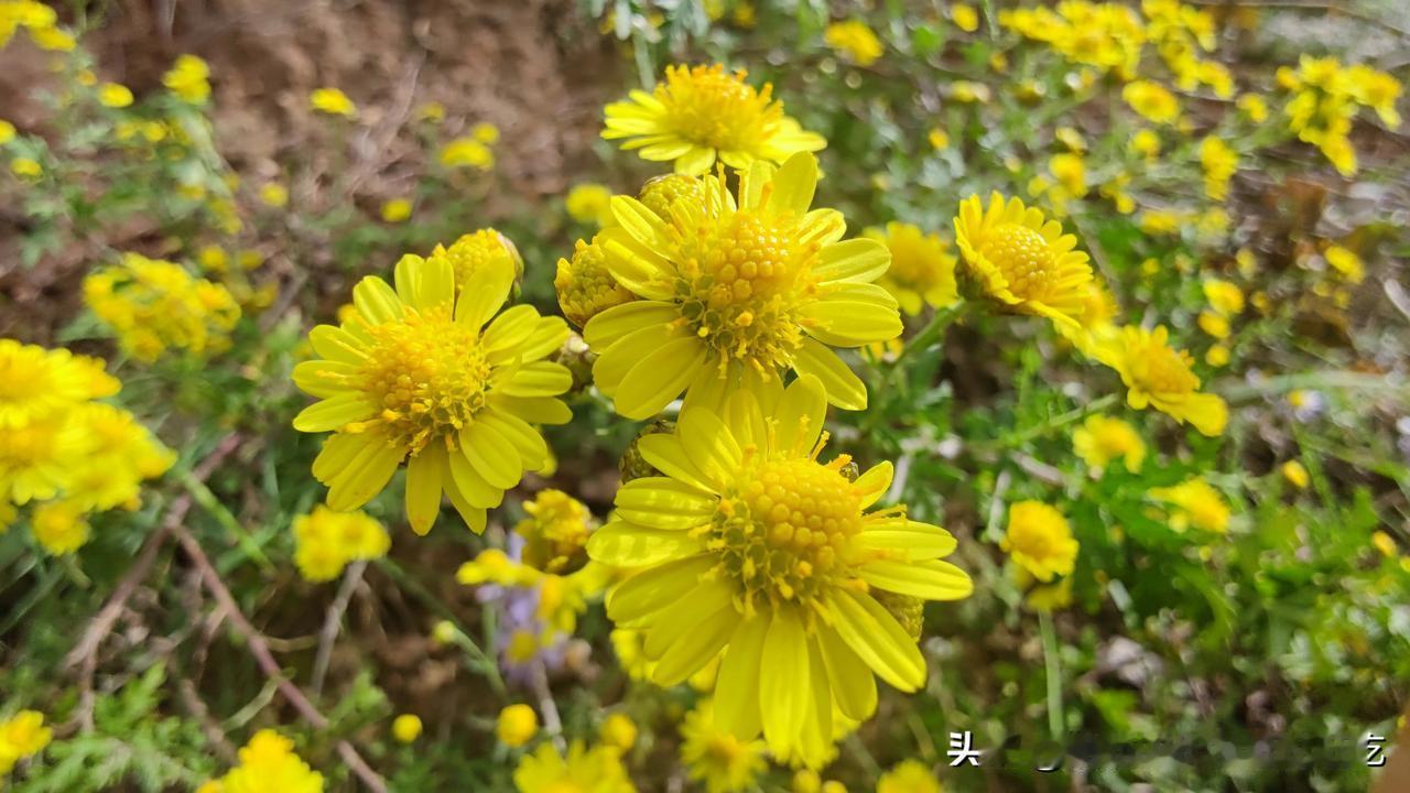 周末正好是寒衣节，去给老人送寒衣，山坡上菊花烂漫，心情好起来了。
爬爬山，走走路