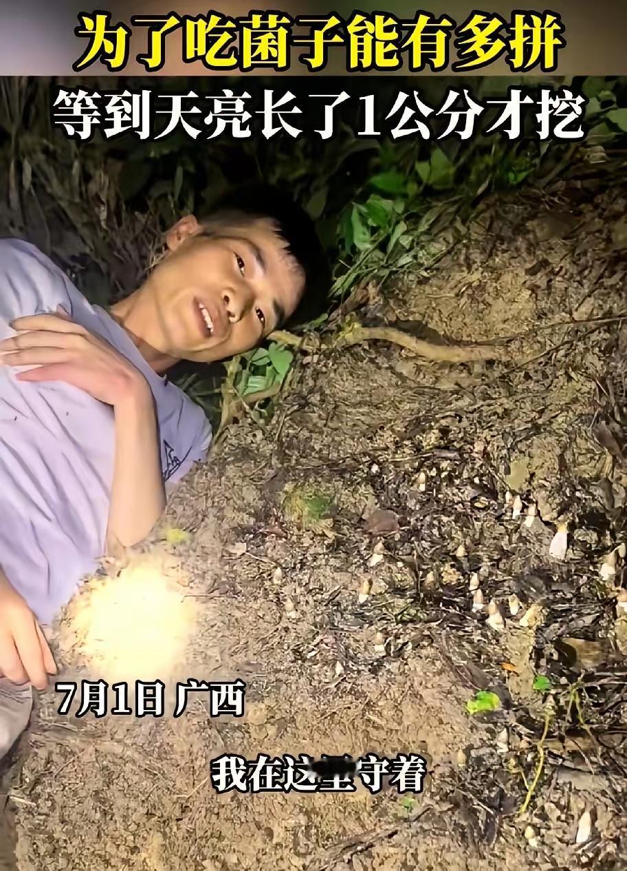 广西一男子半夜进山找菌子，发现一窝极品鸡枞后因为嫌个头太小，又怕被别人捷足先登，