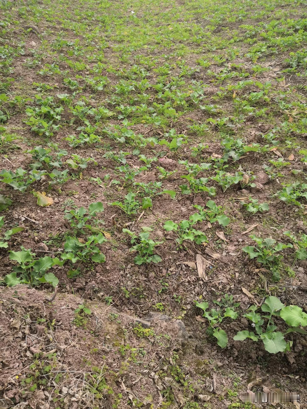 记得每年的清明节期间，成都市都江堰非常的热闹，特别是现场要举行开幕式放水的仪式，