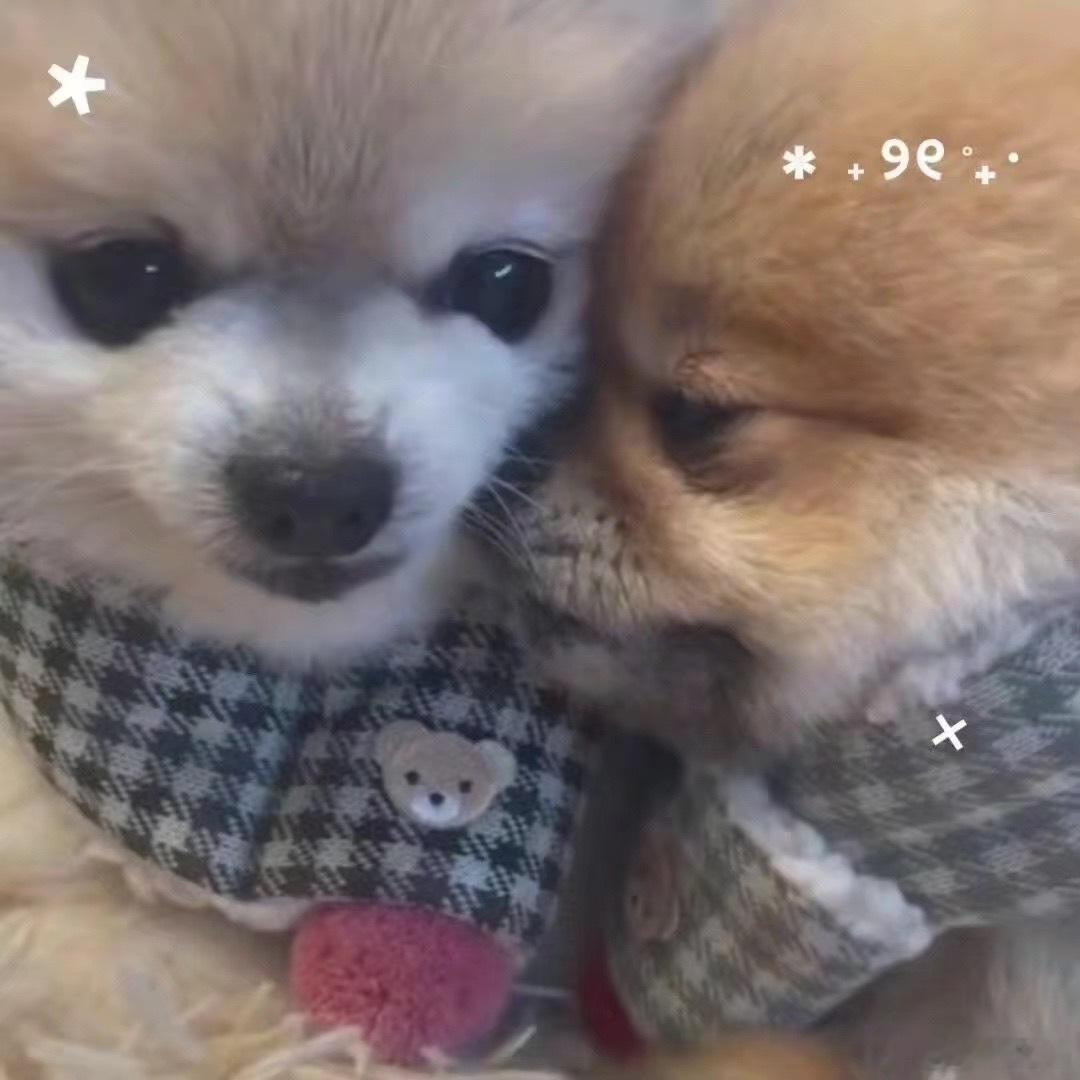 审狗积累 