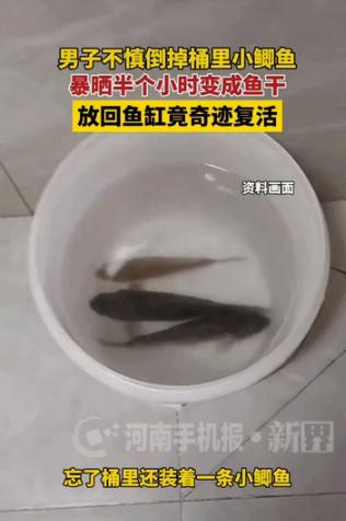 “解释不清了！” 河南一男子倒水时忘记桶里有条小鱼，一同倒了出去，等他反应过来时