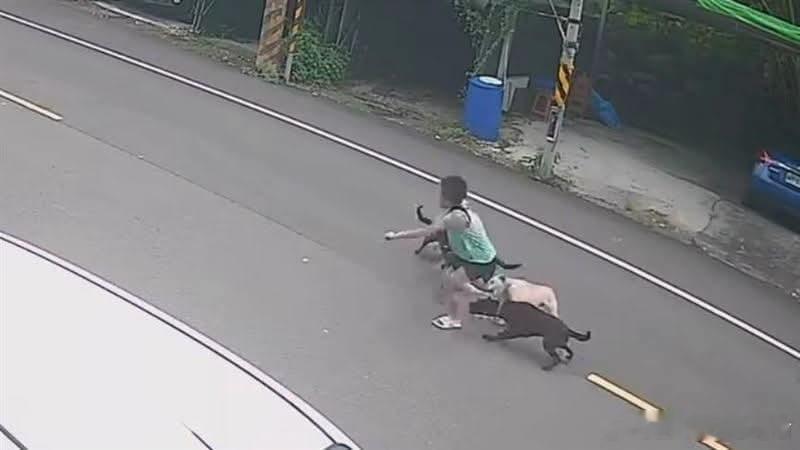中国台湾省 恐怖畫面曝光！桃園男童遭4犬隻撕咬、翻滾尖叫，家屬怒：不是第一個了 