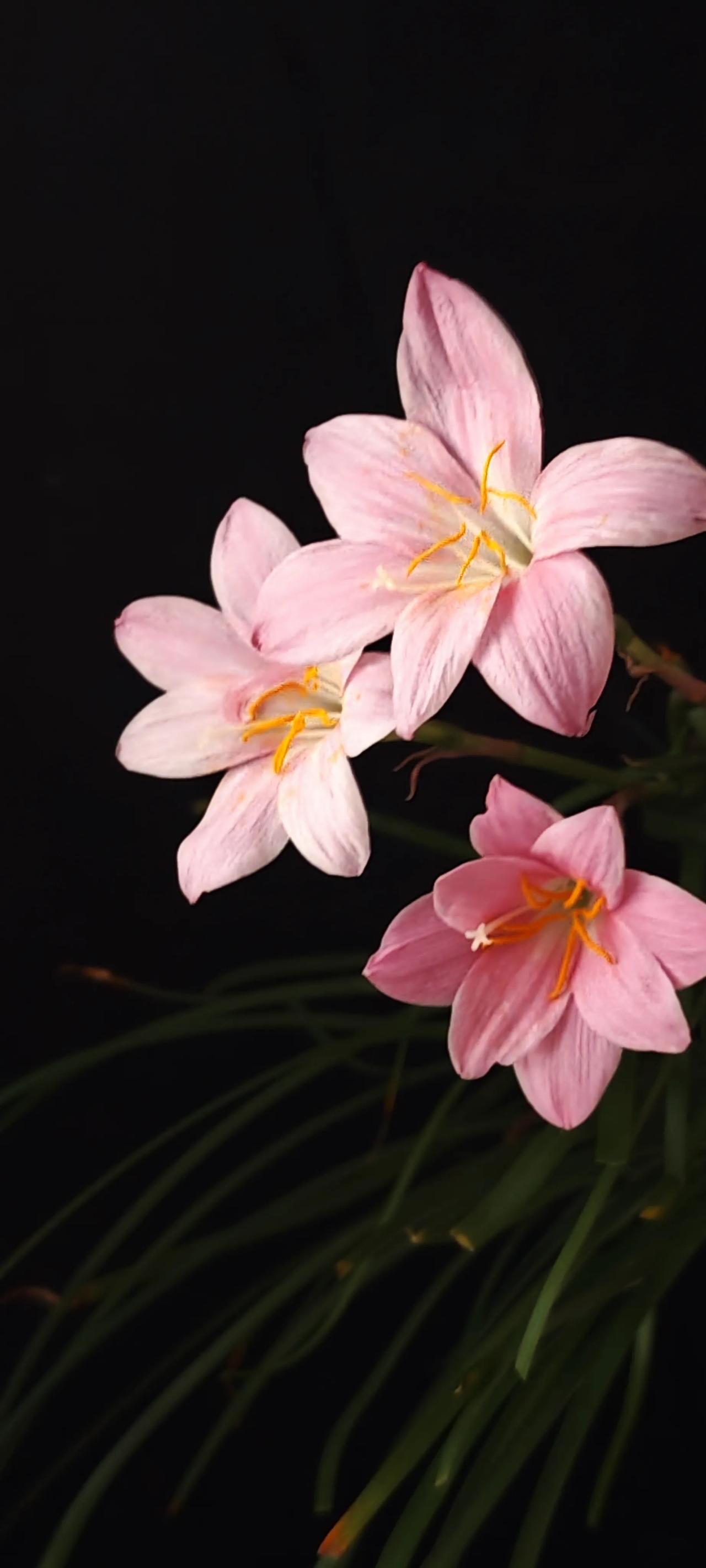 #分享一下你随手拍下的花#