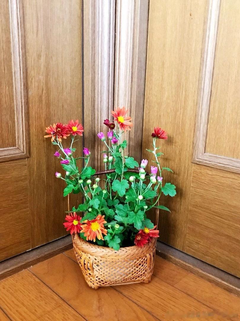 【搬运】2018年10月24日早昨天傍晚婆婆拿着一把园艺剪刀带我去院子里剪花草还