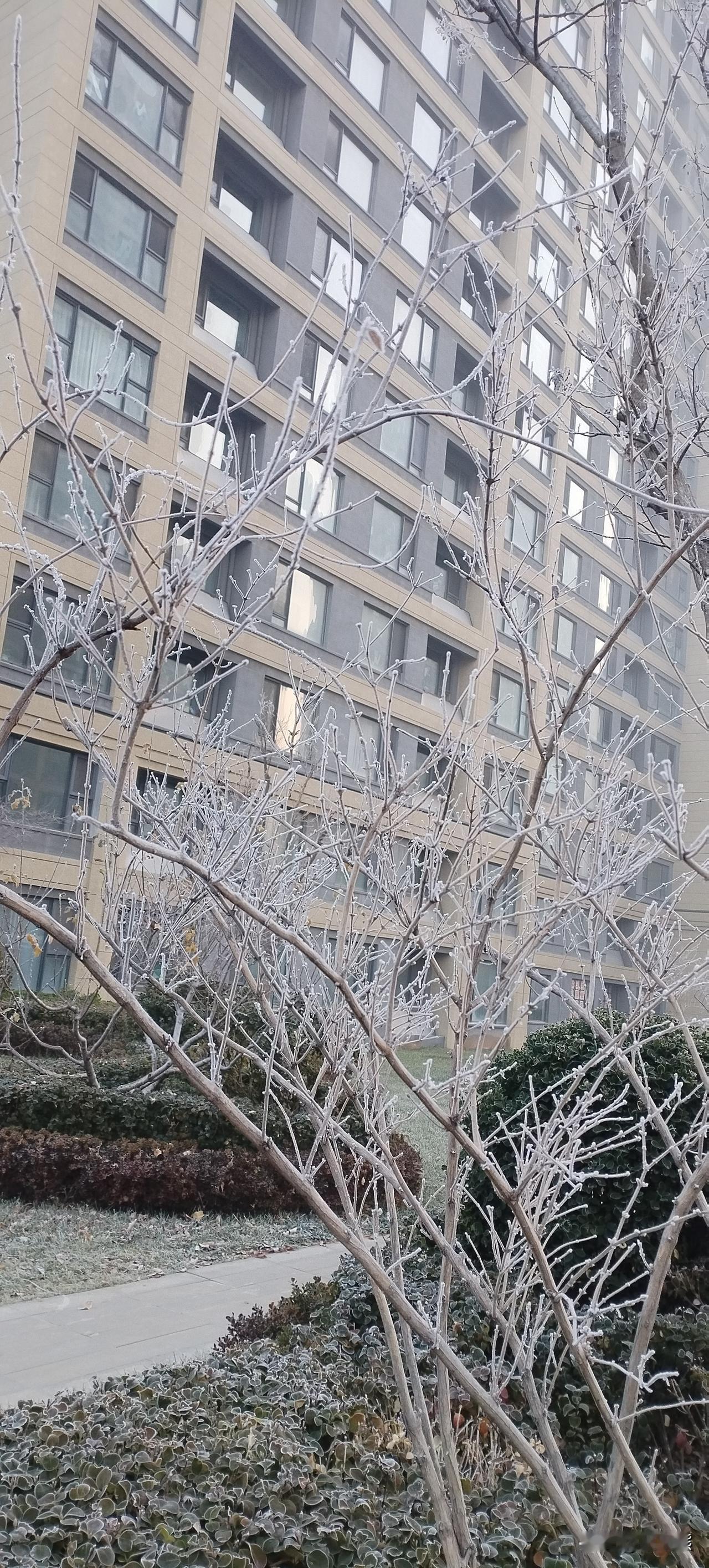今天早晨出门上班，抬头一看，直接被眼前的雾凇惊到了。

小区里的树枝上裹了层薄薄